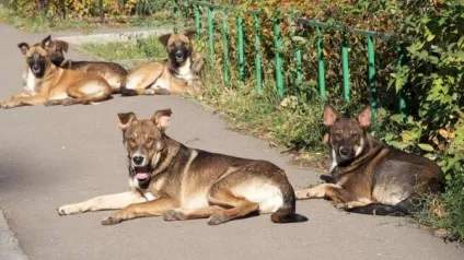 собаче діло