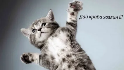 Сквер сибірських кішок, присвячений кошкам- рятівниця (кішок) Сквер сибірських кішок, присвячений кошкам- рятівниці