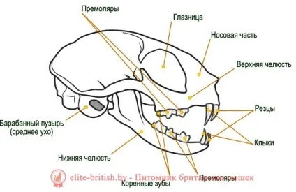 Скільки зубів у кішки корінні молочні зуби у кішок (скільки зубів у кота) Скільки зубів у кішки корінні молочні зуби у кішок