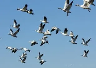 Сонник гусак приснився, до чого найповніша збірка сонників про гусака, novoston (гусака) Сонник гусак приснився, до чого найповніша збірка сонників про гусака, novoston