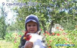 Сонник курча, тлумачення сну курча, до чого сниться і що означає сон, в якому приснилося (сонник) Сонник курча, тлумачення сну курча, до чого сниться і що означає сон, в якому наснилося