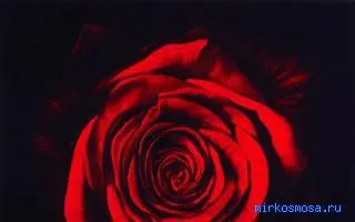 Сонник череп, тлумачення сну череп, до чого сниться і що означає сон, в якому наснилося череп
