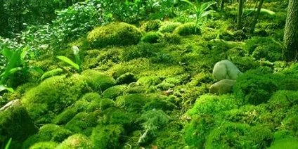 Сонник мох до чого сниться мох уві сні (сниться) Сонник мох до чого сниться мох уві сні