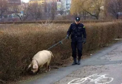 здібності свиней