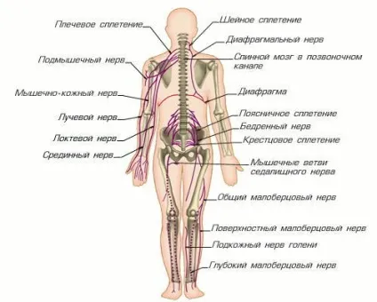 Спинномозкові нерви і сплетення, енциклопедія (зображення сплетінь спинномозкових) Спинномозкові нерви і сплетення, енциклопедія