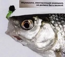 Статті про зимову рибалку ловля плотви на волохаті блешні проводка волохатою блешні тактика лову (плотва) Статті про зимову рибалку ловля плотви на волохаті блешні проводка волохатою блешні тактика лову