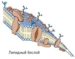 Стаття нуклеотиди