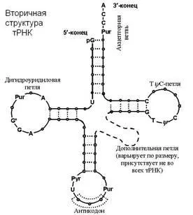 Стаття нуклеотиди