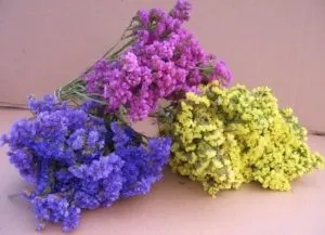 Статіце, вирощування, з насіння, в домашніх умовах (умовах) Статіце, вирощування, з насіння, в домашніх умовах