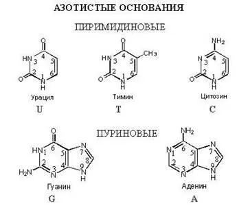 Стаття нуклеотиди