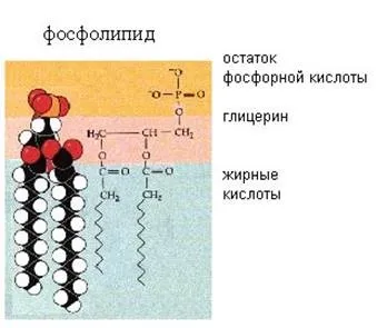 Стаття нуклеотиди
