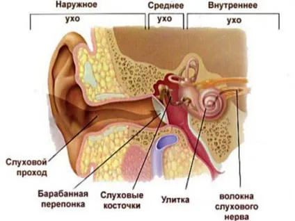 Середнє вухо будова і функції (будова) Середнє вухо будова і функції