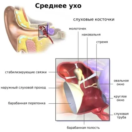 Середнє вухо будова і функції (вухо середнє будова) Середнє вухо будова і функції