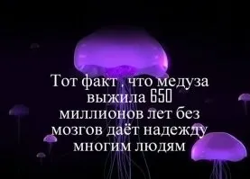 Португальський кораблик найдивніше створення в світі довжиною 50 метрів (саме) Португальський кораблик найдивніше створення в світі довжиною 50 метрів