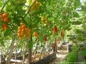 Помідори сорт загадка відгуки