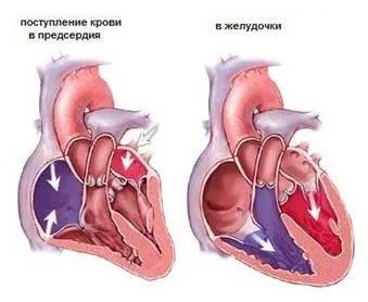 Поперечний переріз судин