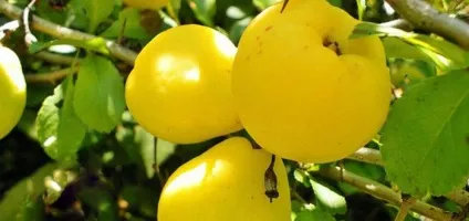 Корисні властивості айви і протипоказання для організму, рецепти приготування фрукта (айва) Корисні властивості айви і протипоказання для організму, рецепти приготування фрукта
