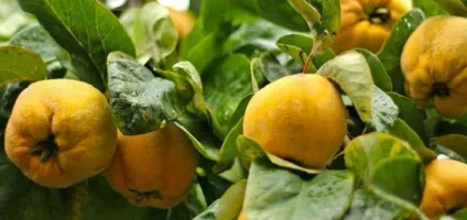 Корисні властивості айви і протипоказання для організму, рецепти приготування фрукта (корисні) Корисні властивості айви і протипоказання для організму, рецепти приготування фрукта