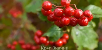 Посадка і догляд за калиною, особливості вирощування калини - коло знань (догляд) Посадка і догляд за калиною, особливості вирощування калини - коло знань