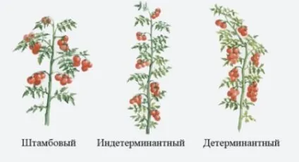 Помідори сорт загадка відгуки