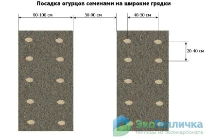 Посадка огірків у теплицю насінням плюси, мінуси, правила (посадка) Посадка огірків у теплицю насінням плюси, мінуси, правила