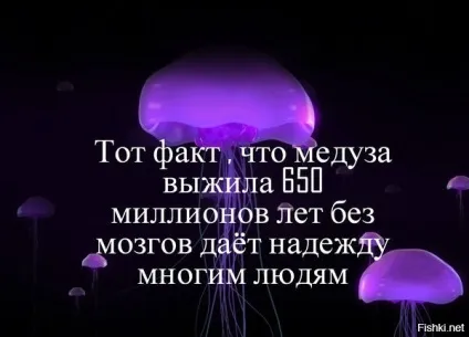 Португальський кораблик найдивніше створення в світі довжиною 50 метрів (португальська) Португальський кораблик найдивніше створення в світі довжиною 50 метрів