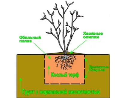 Посадка і догляд за лохиною в Підмосков'ї (догляд) Посадка і догляд за лохиною в Підмосков'ї