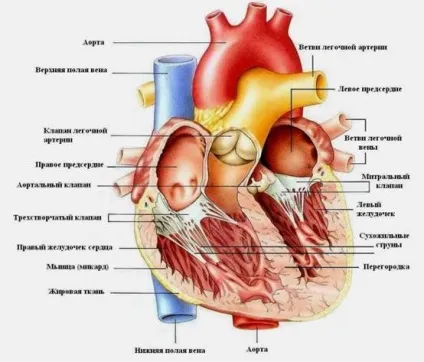 Поперечний переріз судин