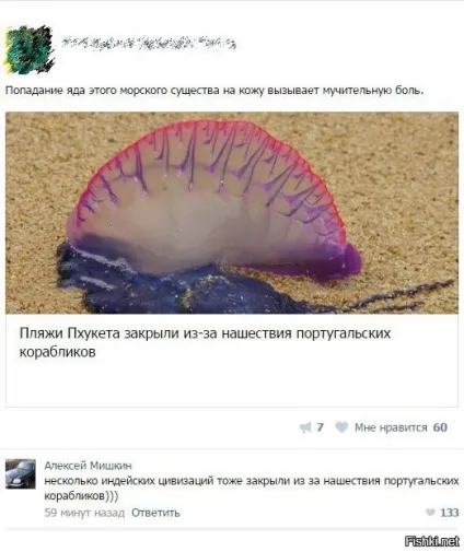Португальський кораблик найдивніше створення в світі довжиною 50 метрів (саме) Португальський кораблик найдивніше створення в світі довжиною 50 метрів