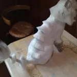 Стрижка кішок за і проти