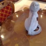 Стрижка кішок за і проти