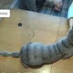 Стрижка кішок за і проти