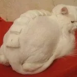 Стрижка кішок за і проти