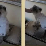 Стрижка кішок за і проти