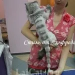 Стрижка кішок за і проти