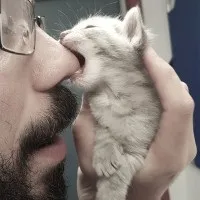 Сухий ніс у кошеняти - це нормально чи ні (кошеня) Сухий ніс у кошеняти - це нормально чи ні