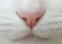 Сухий ніс у кошеняти (кошеня) Сухий ніс у кошеняти