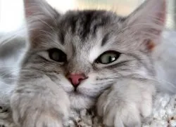 Сухий ніс у кошеняти (кошеня) Сухий ніс у кошеняти