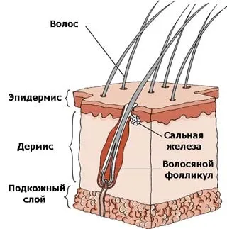 Будова шкіри кішки