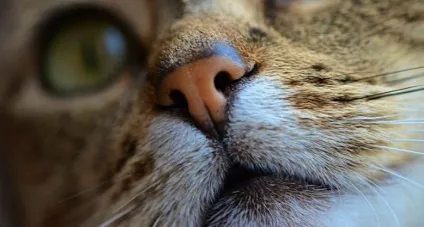 Сухий ніс у кошеняти - це нормально чи ні (кошеня) Сухий ніс у кошеняти - це нормально чи ні