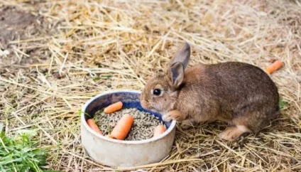 Добові норми годування кроликів комбікормом та іншими продуктами (годування) Добові норми годування кроликів комбікормом та іншими продуктами
