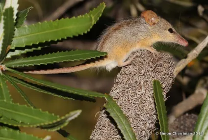 Сумчасті тварини - дивовижний світ тварин (сумчасті) Сумчасті тварини - дивовижний світ тварин