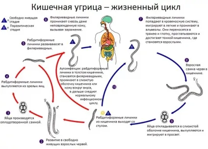 Стронгілоїдоз симптоми і лікування у людини (симптоми) Стронгілоїдоз симптоми і лікування у людини