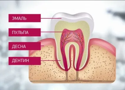 Будова зубів людини і найпоширеніші захворювання порожнини рота