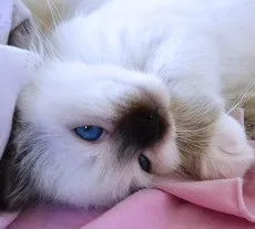 Священна Бірма - розплідник бірманських кішок, birman cattery adoration (cattery) Священна Бірма - розплідник бірманських кішок, birman cattery adoration