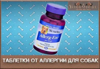 Таблетки від алергії для собак, які можна дати (можна) Таблетки від алергії для собак, які можна дати
