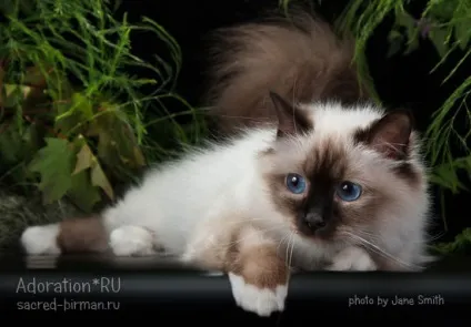 Священна Бірма - розплідник бірманських кішок, birman cattery adoration (cattery) Священна Бірма - розплідник бірманських кішок, birman cattery adoration