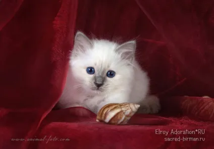 Священна Бірма - розплідник бірманських кішок, birman cattery adoration (бірманський кошеня) Священна Бірма - розплідник бірманських кішок, birman cattery adoration