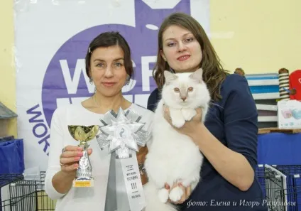 Священна Бірма - розплідник бірманських кішок, birman cattery adoration (бірманська кішка) Священна Бірма - розплідник бірманських кішок, birman cattery adoration