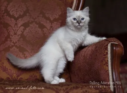Священна Бірма - розплідник бірманських кішок, birman cattery adoration (Бірма) Священна Бірма - розплідник бірманських кішок, birman cattery adoration